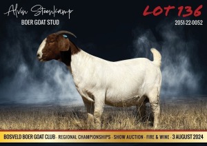 1X BOER GOAT FLOCK 48-246 PREGNANT DOE ALVIN STEENKAMP BOER GOAT STUD