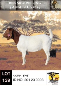 WITHDRAWN - 1X BOER GOAT DOE ANANA KALAHARI REDS EN BOERBOK STOET