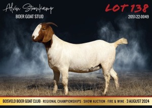 1X BOER GOAT FLOCK 7-192 PREGNANT DOE ALVIN STEENKAMP BOER GOAT STUD