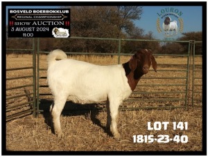 1X BOER GOAT FLOCK 48-434 DOE LOURON BOERBOK STOET