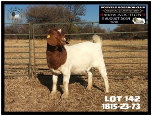 1X BOER GOAT FLOCK TEAT 7-172 DOE LOURON BOERBOK STOET