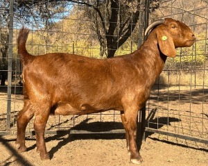 1X KALAHARI RED FLOCK 17-016 PREGNANT DOE VANDERGOAT STUD