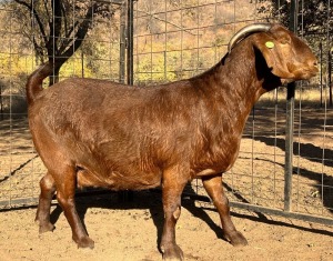 WITHDRAWN - 1X KALAHARI RED PREGNANT DOE VANDERGOAT STUD