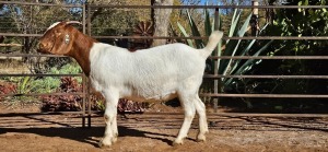 WITHDRAWN - 1X BOER GOAT DOE WIANCKO BOERBOKSTOET