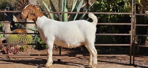 1X BOER GOAT FLOCK 7-180 DOE WIANCKO BOERBOKSTOET