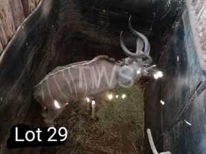 M: 1 x Koedoe/Kudu Wesland Farming Cc