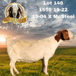 WITHDRAWN - 1X BOER GOAT PREGNANT DOE BEZUIDENHOUT BBS