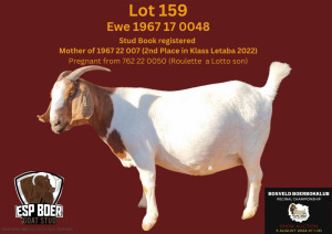 1X BOER GOAT FLOCK TEAT 7-177 PREGNANT DOE ESP BOERBOK STOET