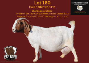 1+3X BOER GOAT FLOCK 7-175 PREGNANT DOE ESP BOERBOK STOET