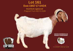 WITHDRAWN - 1X BOER GOAT PREGNANT DOE ESP BOERBOK STOET