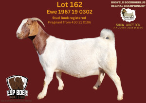 1X BOER GOAT FLOCK R 7-178 PREGNANT DOE ESP BOERBOK STOET