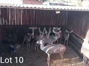 V/F: 4 T: 4+3 x Koedoe/Kudu Wesland Farming Cc (Pay per Piece to take the lot)