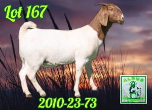 1X BOER GOAT FLOCK 7-144 DOE ALDUS BOERBOKKE STOET 2010