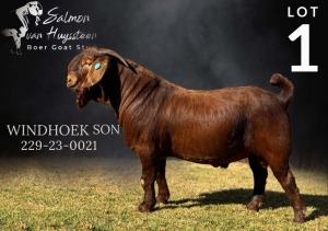 1X KALAHARI RED BUCK SALMON VAN HUYSSTEEN BOER GOAT STUD