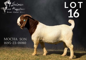 1X BOER GOAT BUCK SALMON VAN HUYSSTEEN BOER GOAT STUD