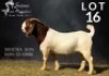 1X BOER GOAT STUD 17-495 BUCK SALMON VAN HUYSSTEEN BOER GOAT STUD