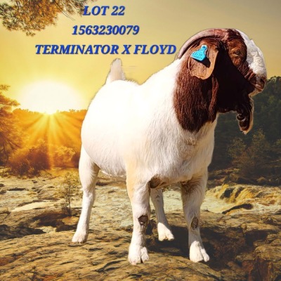 1X BOER GOAT FLOCK 2-014 BUCK SHONGOLOLO BOERBOK STOET 1564