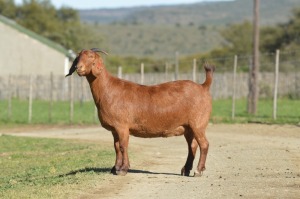 1X KALAHARI RED PREGNANT DOE TOLLIE JORDAAN EN SEUNS