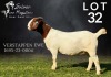 1X BOER GOAT STUD 17-478 DOE SALMON VAN HUYSSTEEN BOER GOAT STUD