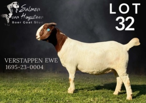 1X BOER GOAT STUD 17-478 DOE SALMON VAN HUYSSTEEN BOER GOAT STUD
