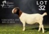 1X BOER GOAT STUD 17-478 DOE SALMON VAN HUYSSTEEN BOER GOAT STUD