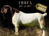 1X BOER GOAT STUD 17-478 DOE SALMON VAN HUYSSTEEN BOER GOAT STUD - 2