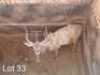 M: 1 x Koedoe/Kudu Wesland Farming Cc