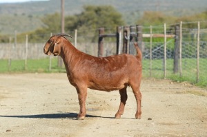 1X KALAHARI RED FLOCK 7-156 DOE TOLLIE JORDAAN EN SEUNS