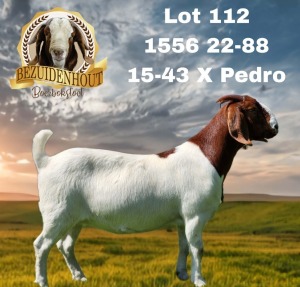 1X BOER GOAT FLOCK 48-329 PREGNANT DOE BEZUIDENHOUT BBS