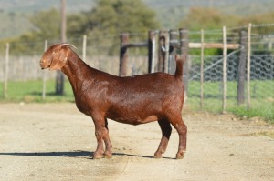 1X KALAHARI RED STUD 7-036 PREGNANT DOE TOLLIE JORDAAN EN SEUNS