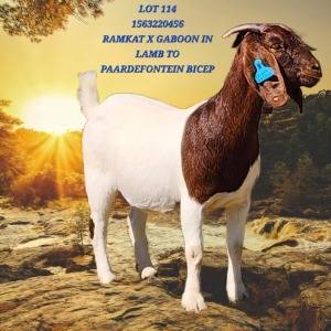 1X BOER GOAT FLOCK COLOR 7-170 PREGNANT DOE SHONGOLOLO BOERBOK STOET 1564