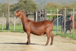 1X KALAHARI RED FLOCK 7-159 PREGNANT DOE TOLLIE JORDAAN EN SEUNS