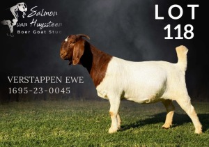 1X BOER GOAT FLOCK 39-208 PREGNANT DOE SALMON VAN HUYSSTEEN BOER GOAT STUD