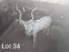 M: 1 x Koedoe/Kudu Wesland Farming Cc