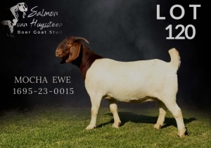 1X BOER GOAT FLOCK 39-236 PREGNANT DOE SALMON VAN HUYSSTEEN BOER GOAT STUD