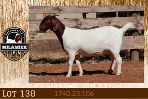 1X BOER GOAT FLOCK 7-152 PREGNANT DOE MILAMIEK BOERGOAT STUD