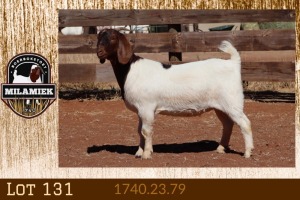 1X BOER GOAT FLOCK COLOR 7-151 PREGNANT DOE MILAMIEK BOERGOAT STUD