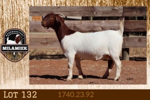 1X BOER GOAT FLOCK COLOR 7-149 PREGNANT DOE MILAMIEK BOERGOAT STUD