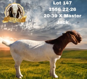 WITHDRAWN - 1X BOER GOAT DOE BEZUIDENHOUT BBS