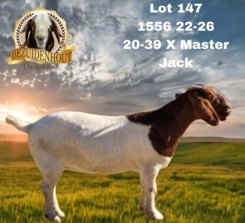 WITHDRAWN - 1X BOER GOAT DOE BEZUIDENHOUT BBS