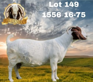 WITHDRAWN - 1X BOER GOAT PREGNANT DOE BEZUIDENHOUT BBS