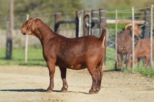 1X KALAHARI RED FLOCK 7-157 PREGNANT DOE TOLLIE JORDAAN EN SEUNS