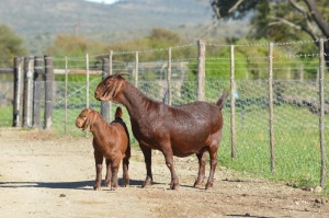 1X KALAHARI RED FLOCK 7-155 DOE TOLLIE JORDAAN EN SEUNS