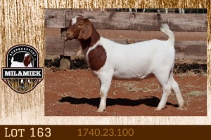 1X BOER GOAT FLOCK 7-153 DOE MILAMIEK BOERGOAT STUD