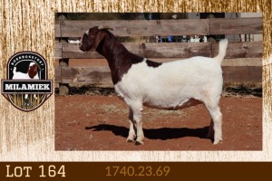 1X BOER GOAT FLOCK 7-148 PREGNANT DOE MILAMIEK BOERGOAT STUD