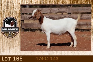 WITHDRAWN - 1X BOER GOAT DOE MILAMIEK BOERGOAT STUD