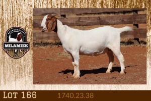 WITHDRAWN - 1X BOER GOAT DOE MILAMIEK BOERGOAT STUD