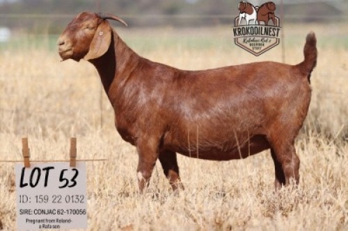 1X KALAHARI RED STUD 48-126 PREGNANT DOE KROKODILNEST