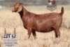 1X KALAHARI RED STUD 48-126 PREGNANT DOE KROKODILNEST