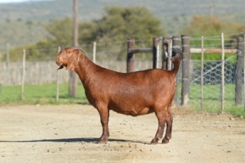 1X KALAHARI RED FLOCK 7-158 PREGNANT DOE TOLLIE JORDAAN EN SEUNS